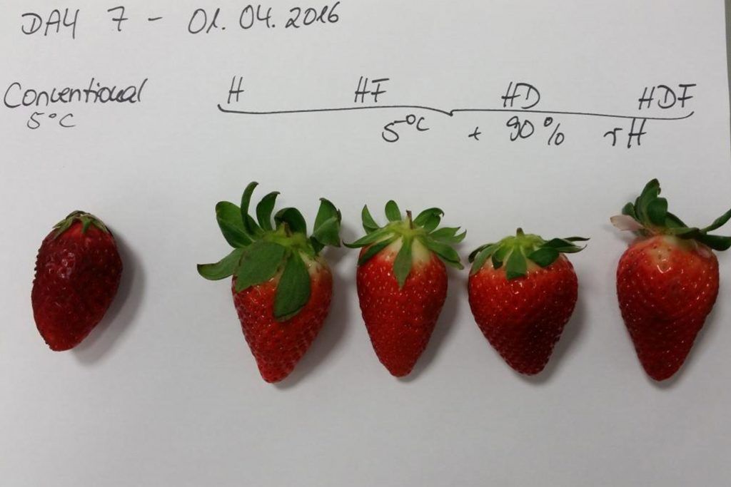 Demonstración fresh-demo: Comparación de fresas con humidificación ultrasónica vs transporte tradicional