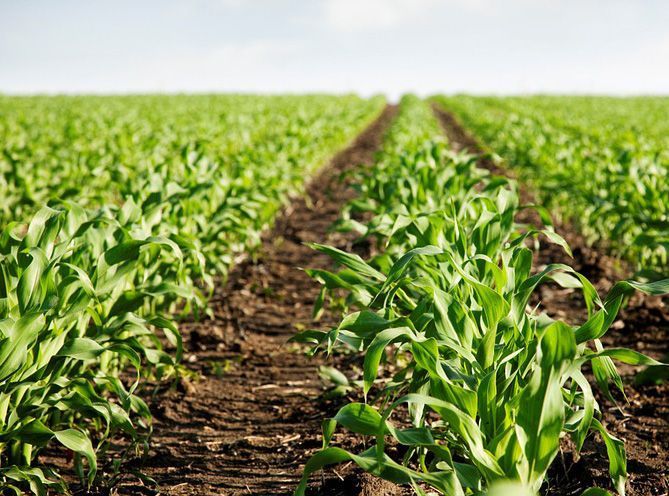 Agricultura Andalucía